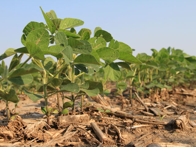 Alkaline soil areas may need additional fertilizer to boost soybean yields. (DTN file photo by Elaine Shein)